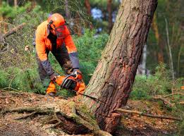 Lawn Pest Prevention in Helena Flats, MT