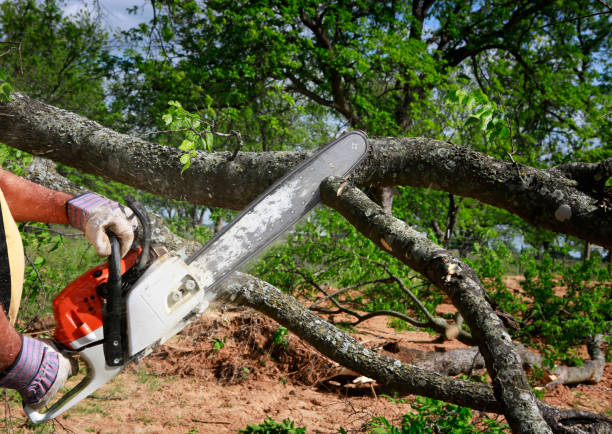 Professional  Tree Services in Helena Flats, MT